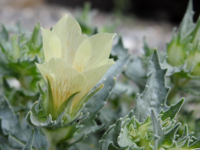 Mohavea confertiflora, Fossil Cyn, Imperial Co, CA