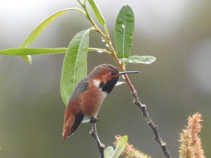 Allen's Hummingbird, Famosa Slough, Pt. Loma, San Diego Co, CA