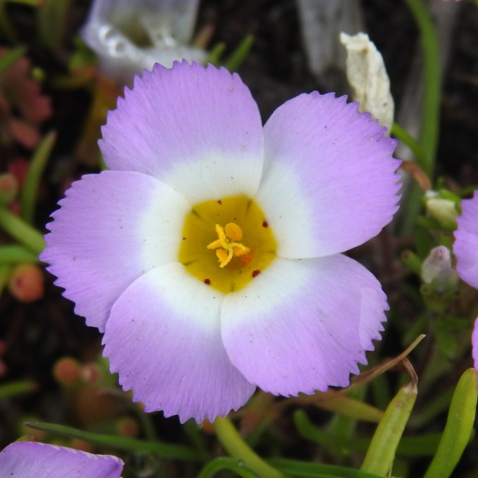 Linanthus dianthiflorus, Pt. Loma, San Diego Co, CA