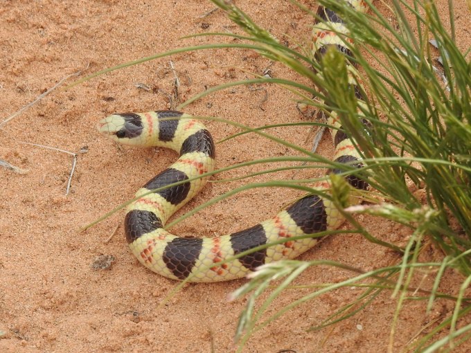 Western Shovel-nosed Snake, Cabeza Prieta NWR, AZ