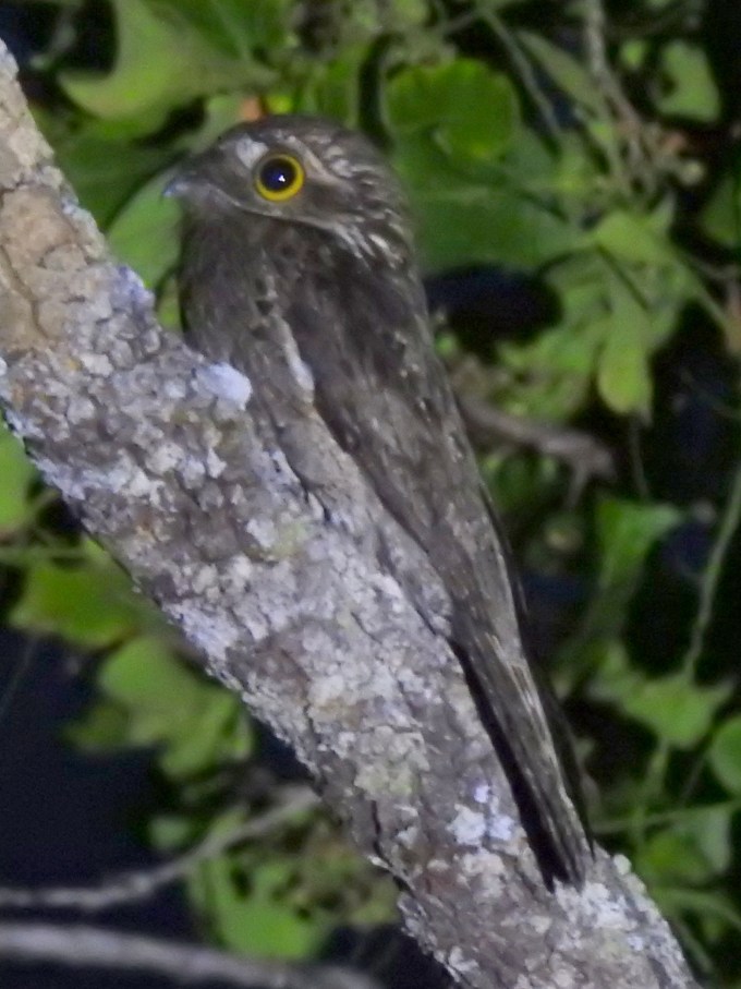 Common Potoo, Surama, Guyana