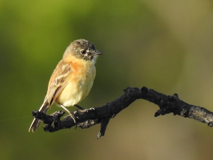 Bearded Tachuri, Rupunini Savanna, Guyana