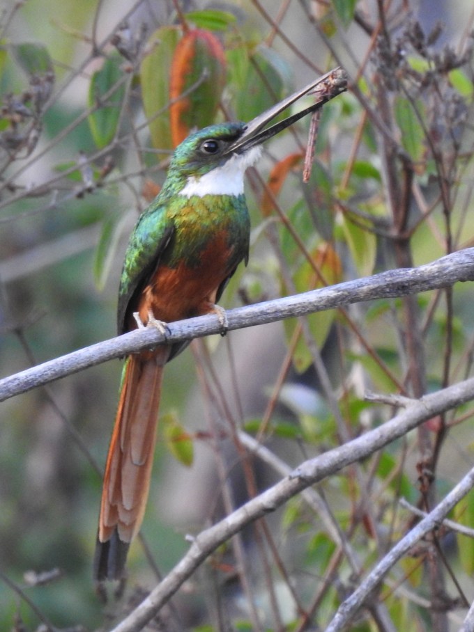 Rufous-tailed Jacamar, Manari Ranch, Guyana