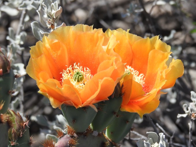 Opuntia lindheimeri (?), , Devils River SNA, TX