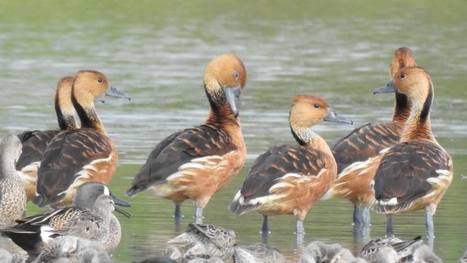 Fulvous Whistling-Ducks, Estero Llano Grande SP, TX