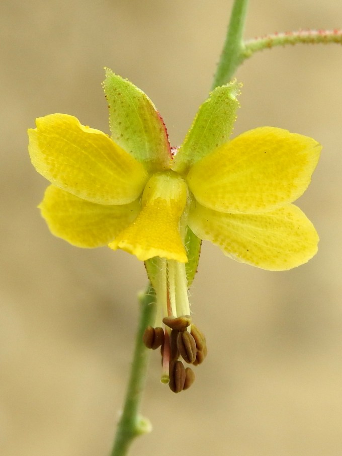 Erythrostemon caudatus, Falcon Loop, N of Roma, TX