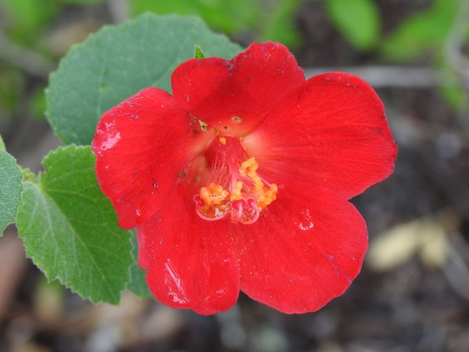 Hibiscus martianus, Lower Rio Grande Valley NWR, TX