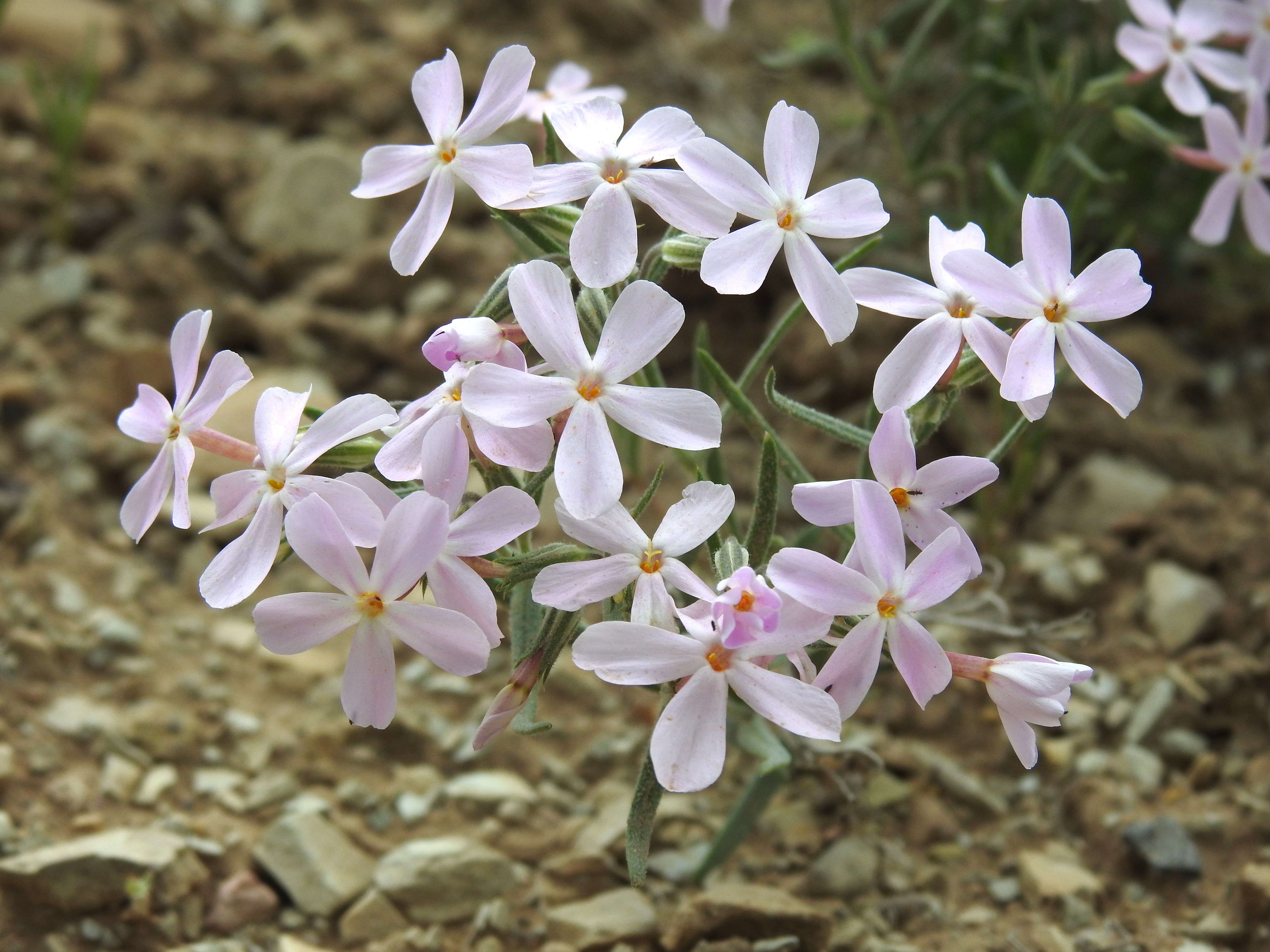 Phlox longifolia, Rte 242, N of Rifle, CO