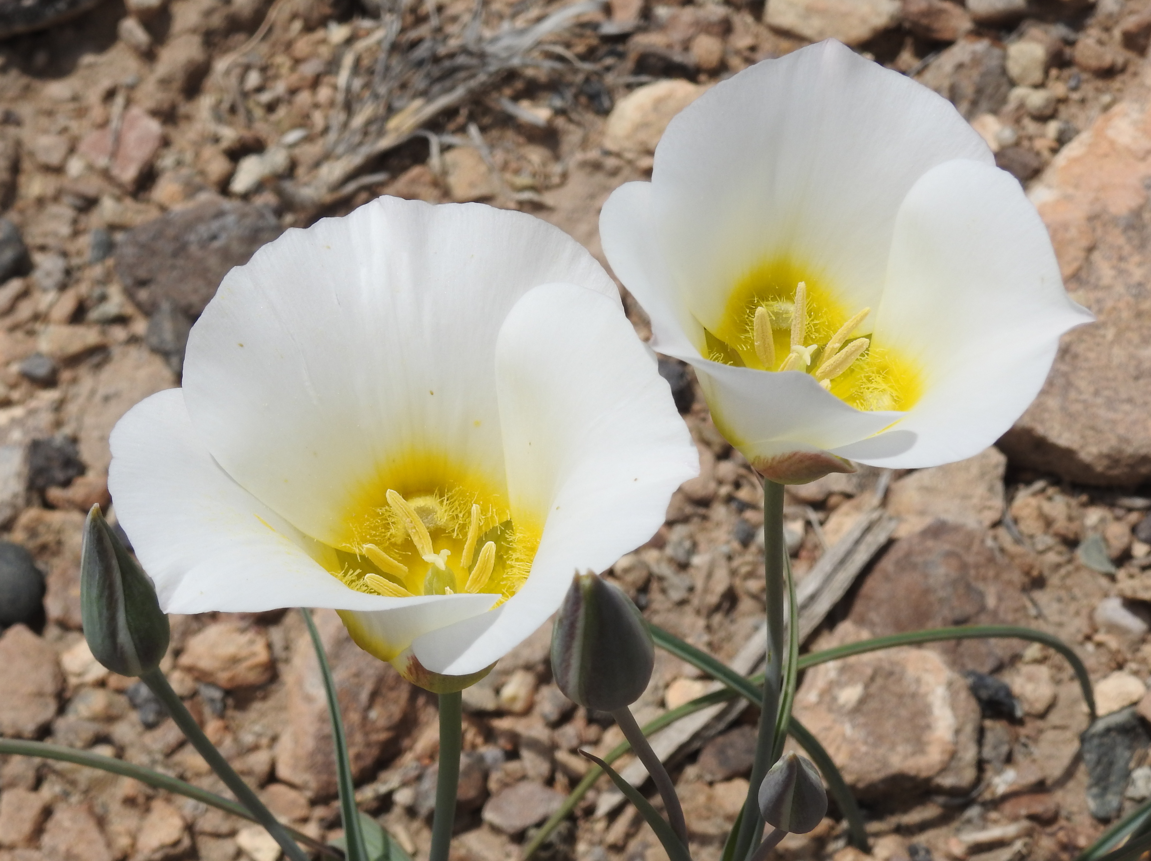 Calochortus nuttallii, 31-4/10 Rd, off Rte 141, S of Grand Junction, CO