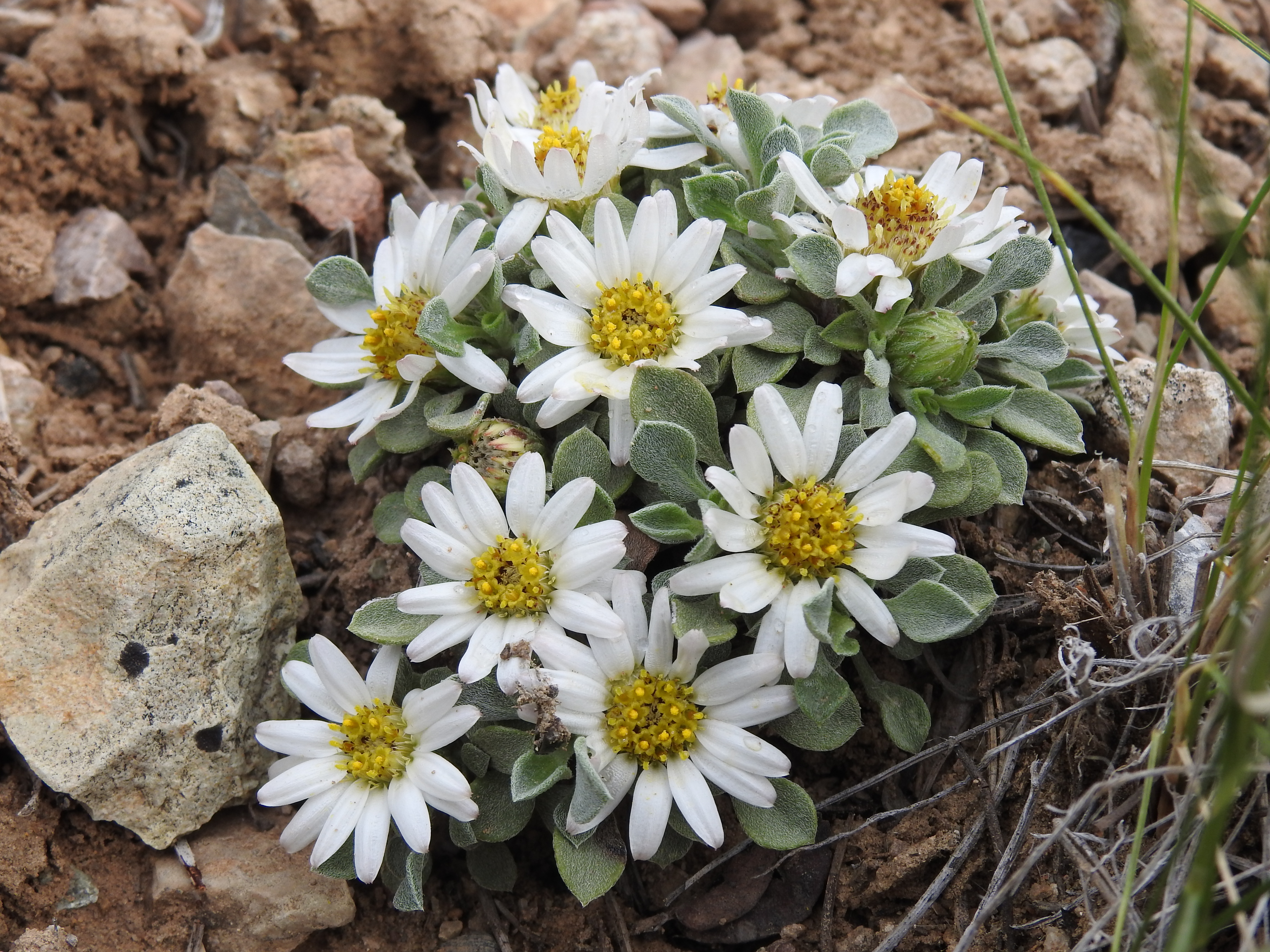 Townsendia incana, 31-4/10 Rd, off Rte 141, S of Grand Junction, CO