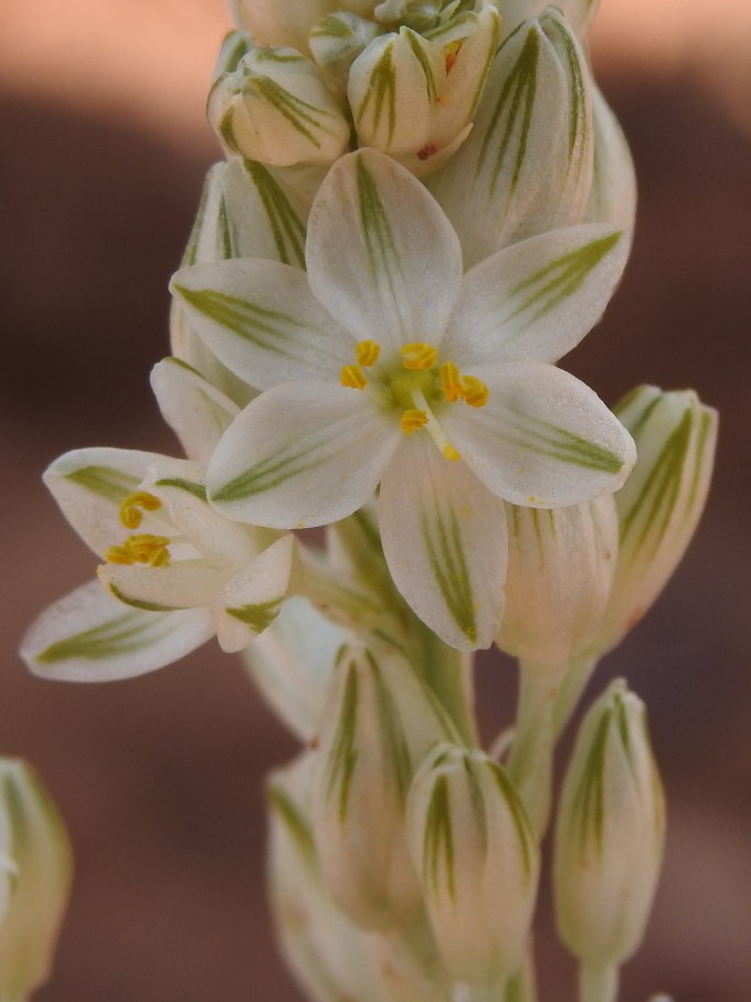 Eremocrinum albomarginatum, Utahraptor SP, UT