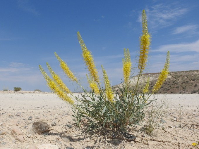 Stanleya pinnata, BLM Klondike Bluff Rd, N of Moab, UT