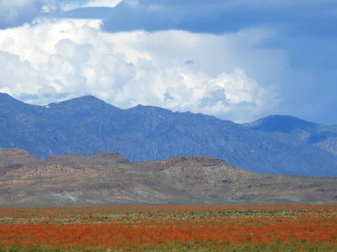 Thunderstorm over Sphaeralcea parvifolia, Rte 6, Nye Co, NV