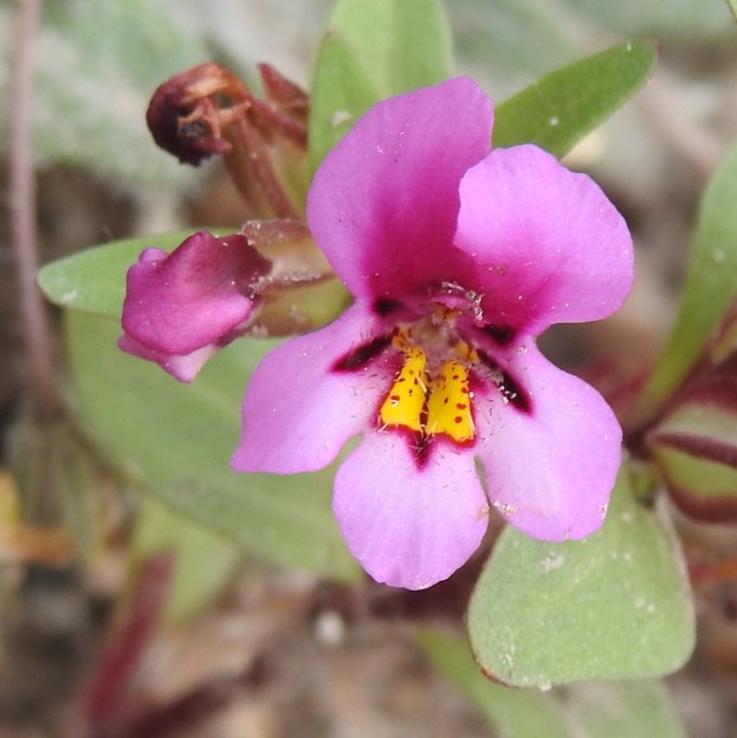 Diplacus nanus, Rte 338, Lyon Co, NV