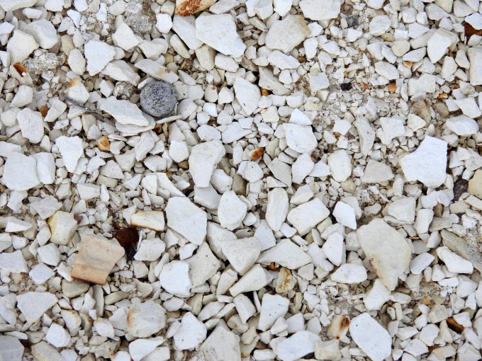 Fine-textured pumice, Rte 338, Lyon Co, NV