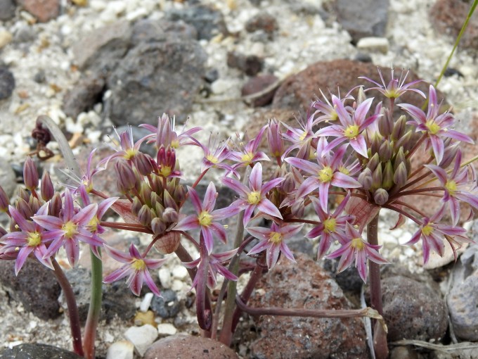Allium a. atrorubens, Rte 338, Lyon Co, NV