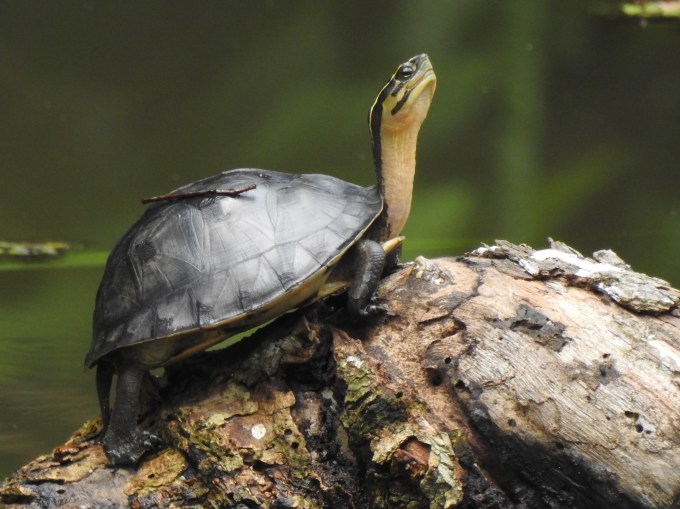 Cuora amboinensis, Rainforest Discovery Center, Sabah, Borneo
