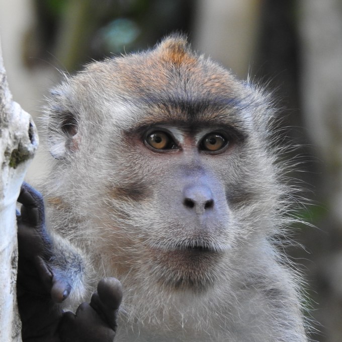 Long-tailed Macaque, Kinabatangan R. and tributaries, Sabah, Borneo