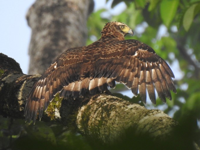 Crested Serpent-Eagle, Road to Gomantong Caves, Sabah, Borneo