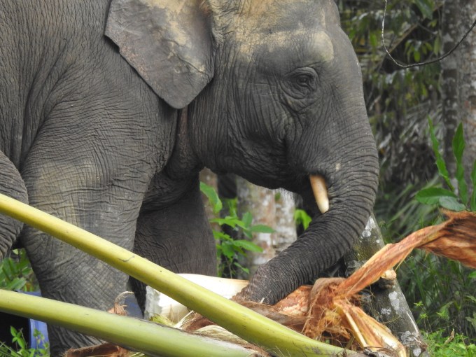 Asian Elephant, Kinabatangan R. and tributaries, Sabah, Borneo