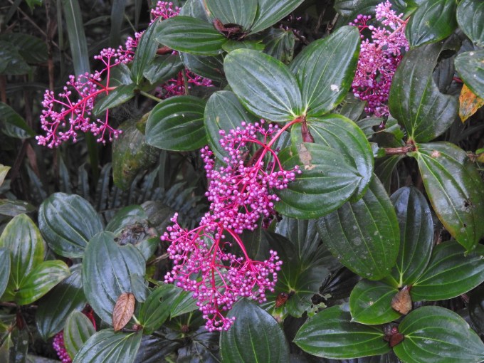 Medinilla speciosa, Mt. Kinabalu, Sabah, Borneo