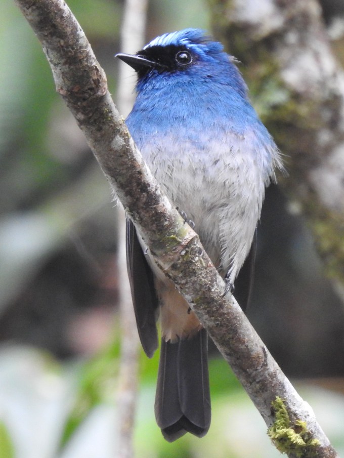 Indigo Flycatcher, Mt. Kinabalu, Sabah, Borneo