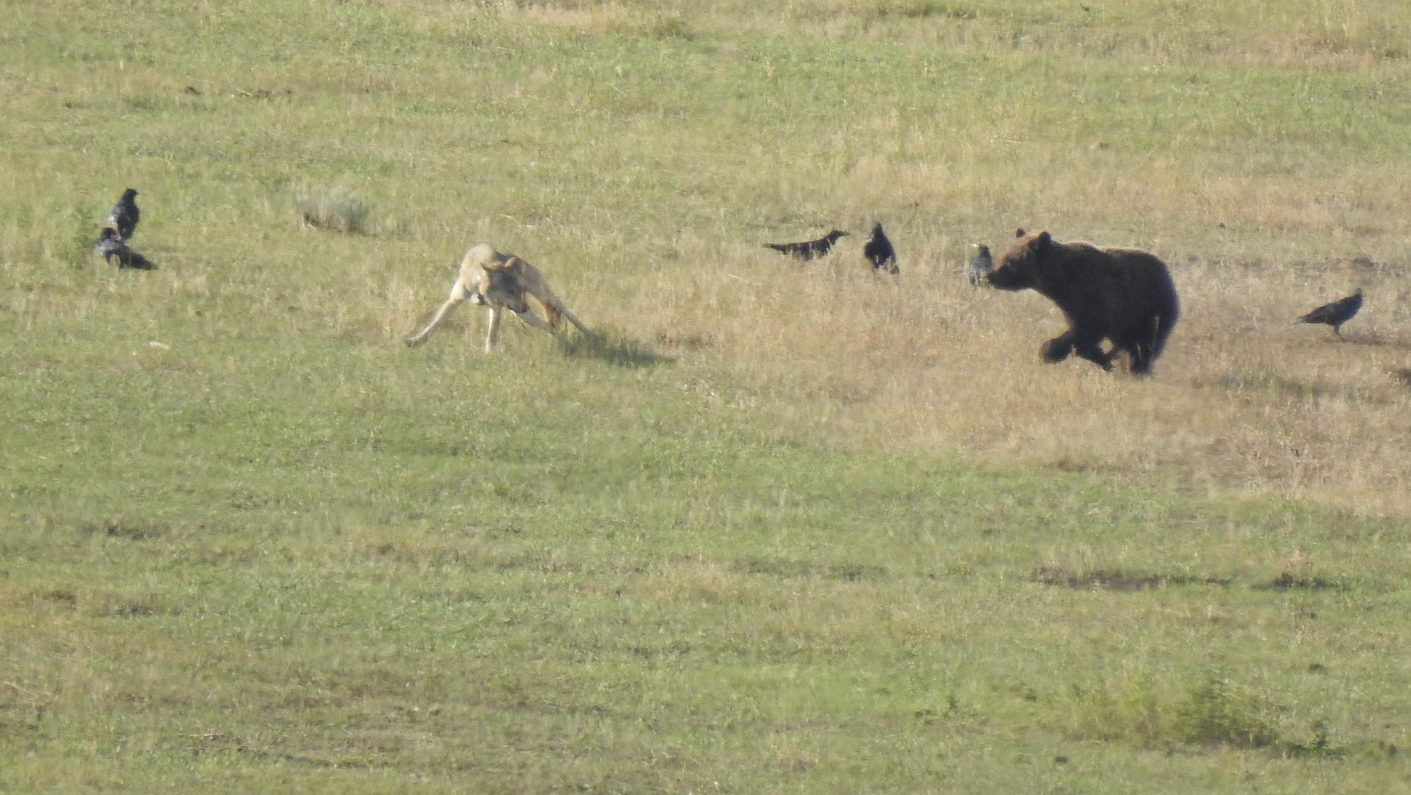 Grizzly Bear and Gray Wolf near Bison carcass, Yellowstone NP, WY