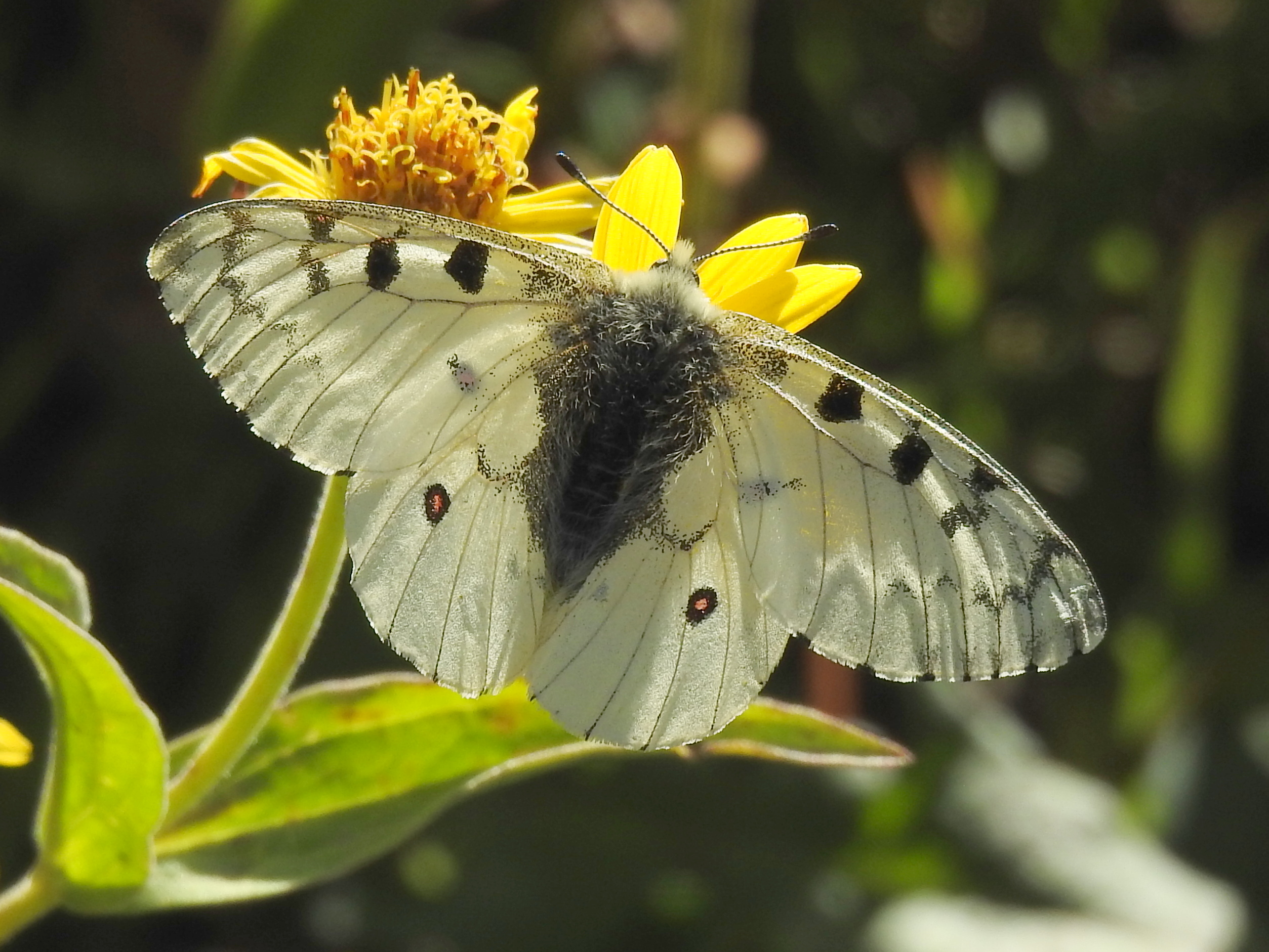 Rocky Mountain Parnassian, Big Horn Medicine Wheel Trail, Bighorn NF, WY