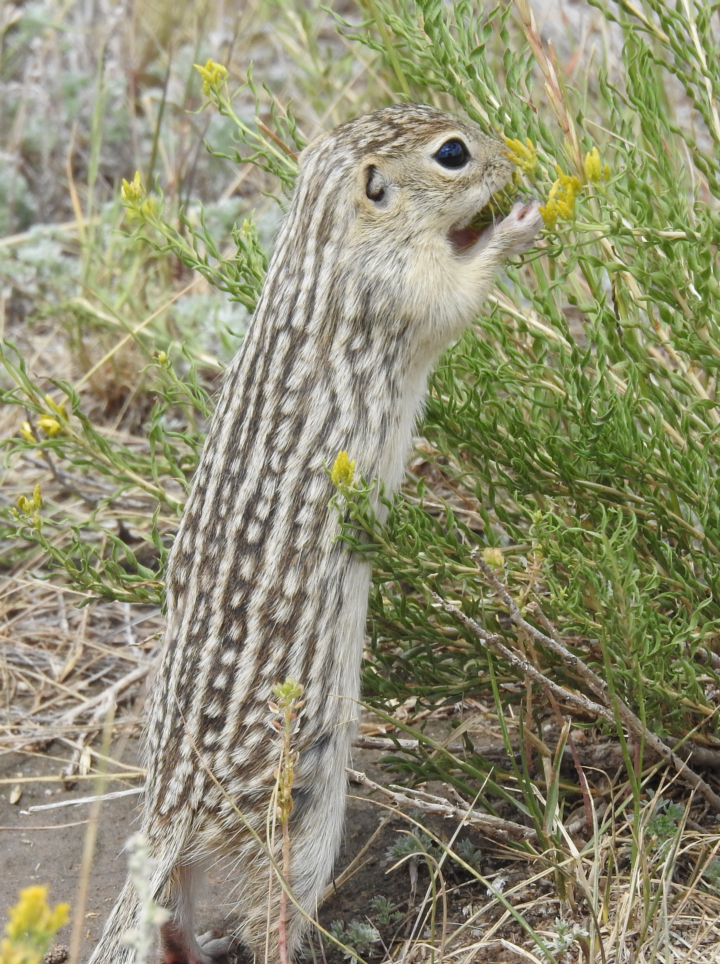 Thirteen-lined Ground Squirrel, Antero Reservoir, South Park, CO