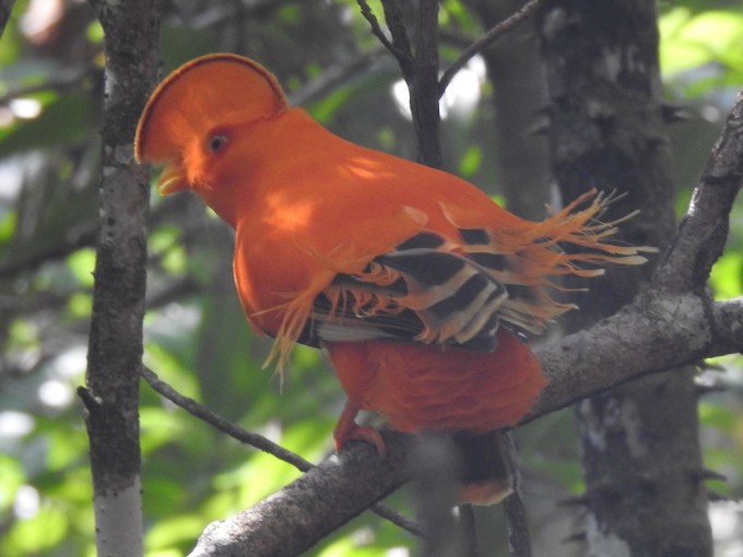 Guianan Cock-of-the-Rock, Presidente Figueiredo, Brazil