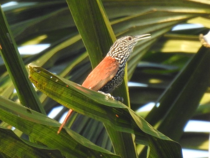 Point-tailed Palmcreeper, Presidente Figueiredo, Brazil