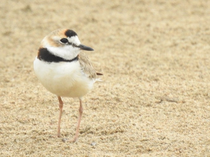 Collared Plover, Marchantaria Island, Amazon River, Brazil