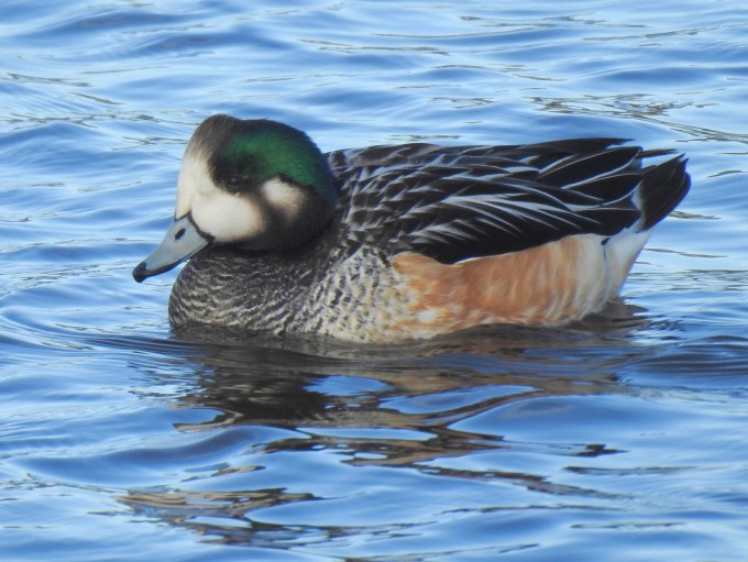 Chiloe Wigeon, Punta Arenas, Patagonia, Chile.