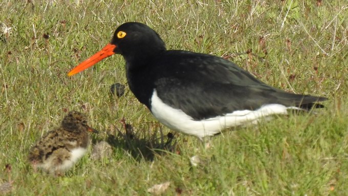 Magellanic Oystercatcher with chick, Punta Arenas, Patagonia, Chile.