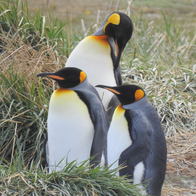 King Penguins, Parque Pinguino Rey, Tierra del Fuego, Chile.