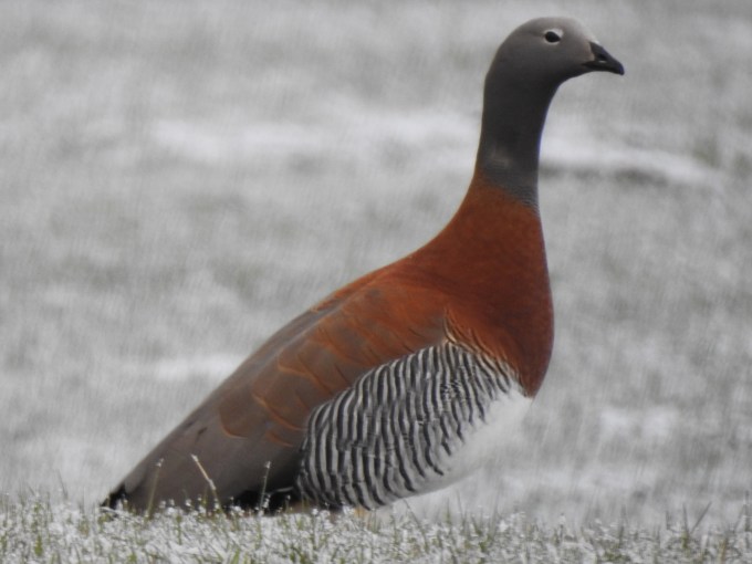 Ashy-headed Goose, Torres del Paine National Park, Patagonia, Chile.