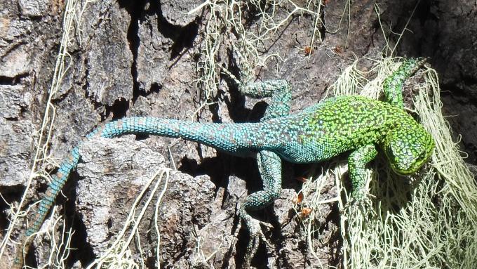 Thin Tree Lizard (Liolaemus tenuis), Las Trancas, Chile.