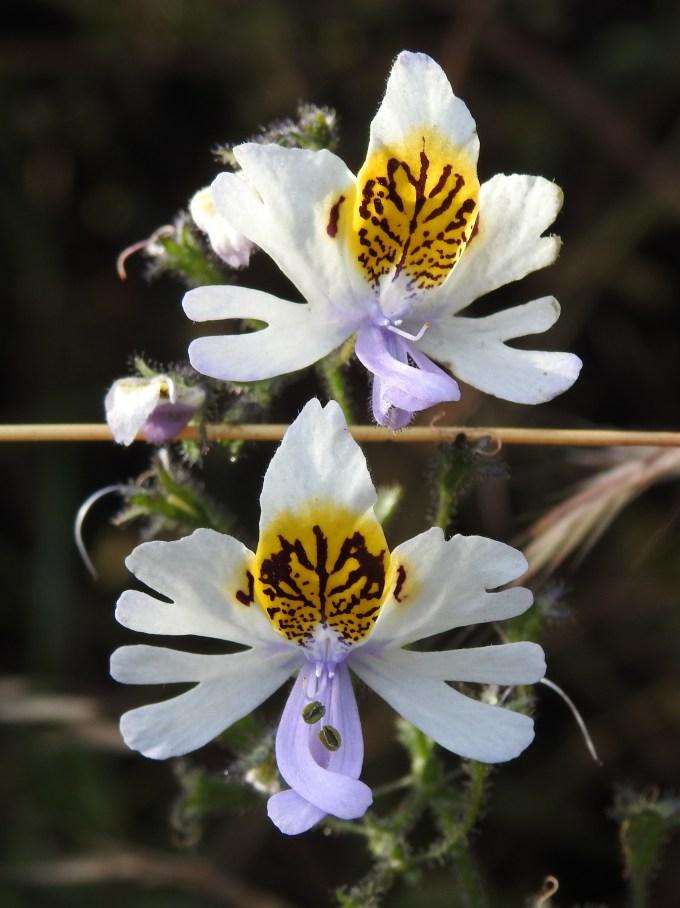 Butterfly Flower (Schizanthus pinnatus), S of Valparaiso, Chile.