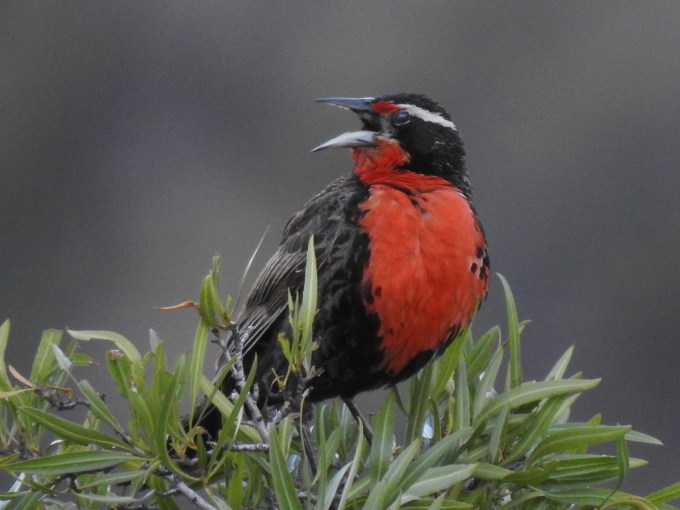 Long-tailed Meadowlark, Andes Mountains E of Santiago, Chile.