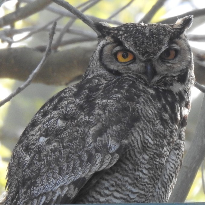 Lesser Horned Owl, Andes Mountains E of Santiago, Chile.