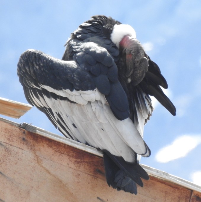 Andean Condor, Andes Mountains E of Santiago, Chile.