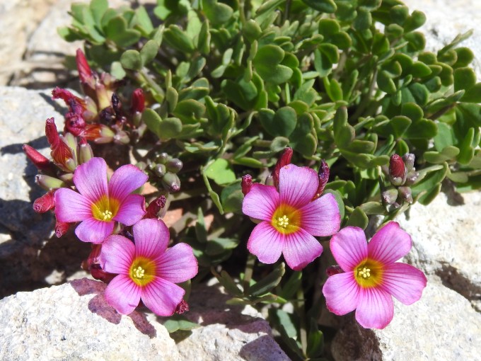 Oxalis squamata (a wood sorrel), Andes Mountains E of Santiago, Chile.