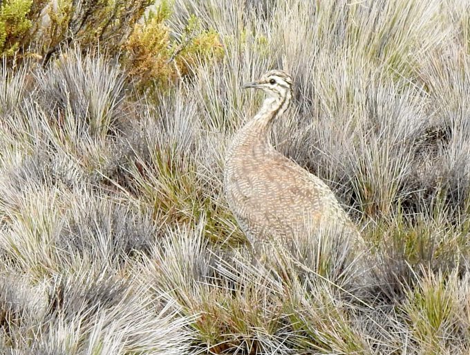Puna Tinamou, Lauca National Park, Northern Chile.