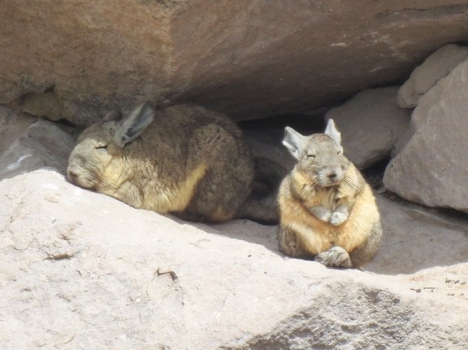 Common Mountain Viscacha, Lauca National Park, Northern Chile.