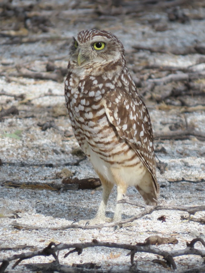 Burrowing Owl, Lake Enriquillo, Puerto Escondido, Dominican Republic