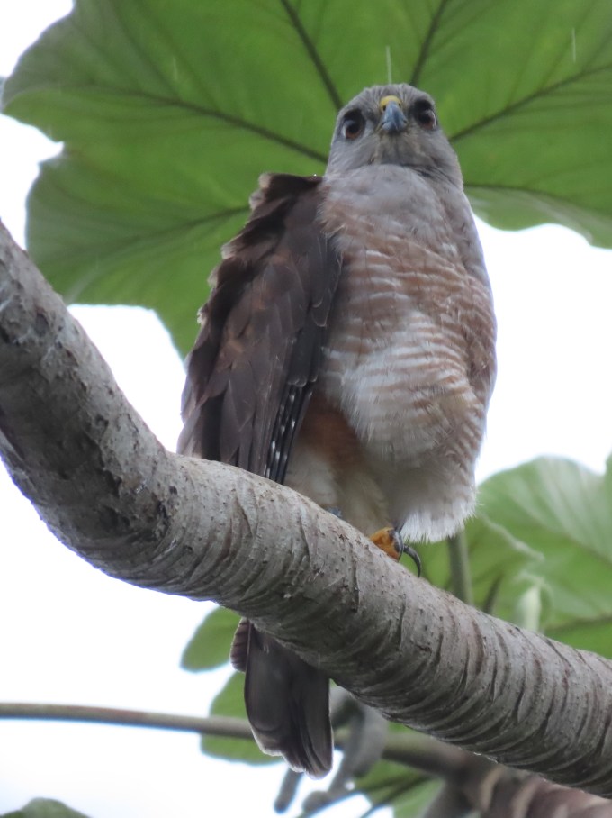 Ridgway's Hawk, Hotel Paraiso Cano Hondo, Los Haitises NP, Dominican Republic