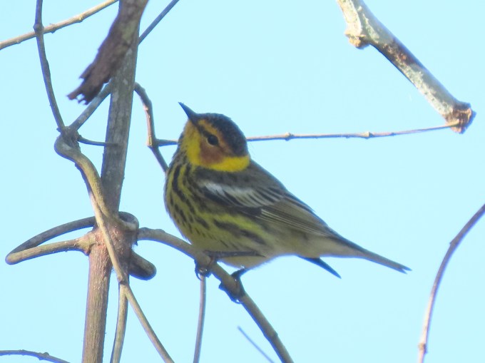 Cape May Warbler, Los Haitises NP, Dominican Republic
