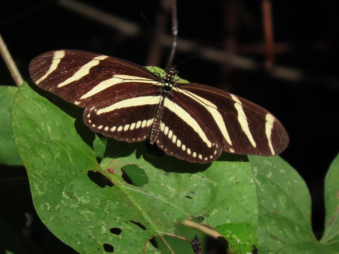 Zebra Heliconian (Heliconius charitonia), Los Haitises NP, Dominican Republic