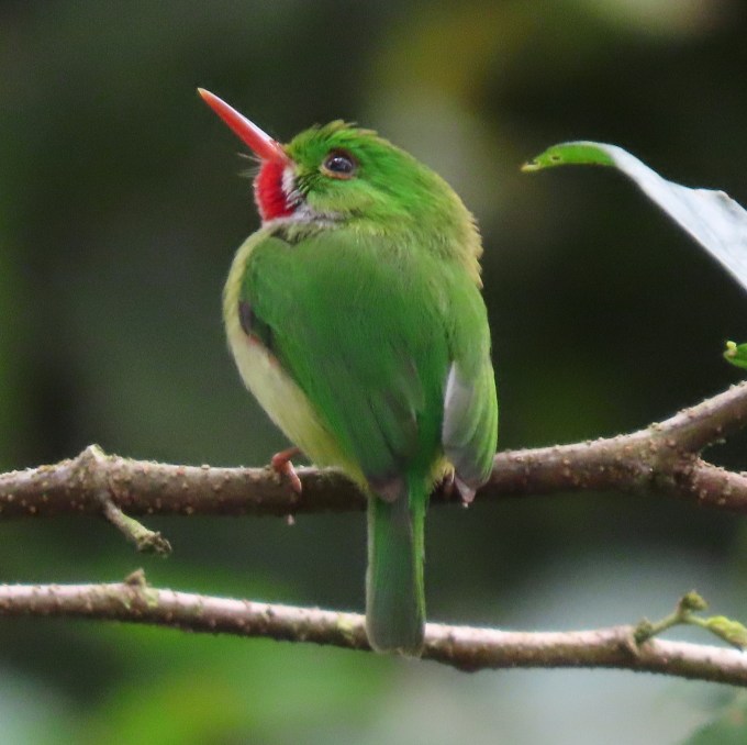 Jamaican Tody, Ecclesdown Road, South of Boston Bay, Jamaica