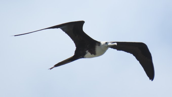 Magnificent Frigatebird, Falmouth, Jamaica